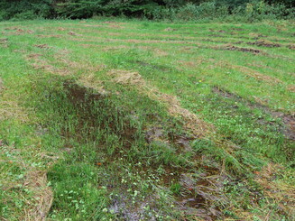 Wiese mit feuchten Kleinflächen, wechselfeuchten Bereichen und mageren Flächen
