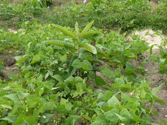 Obstbaum Setzling auf einer Dynamischen Agroforst Parzelle kurz nach der Pflanzung