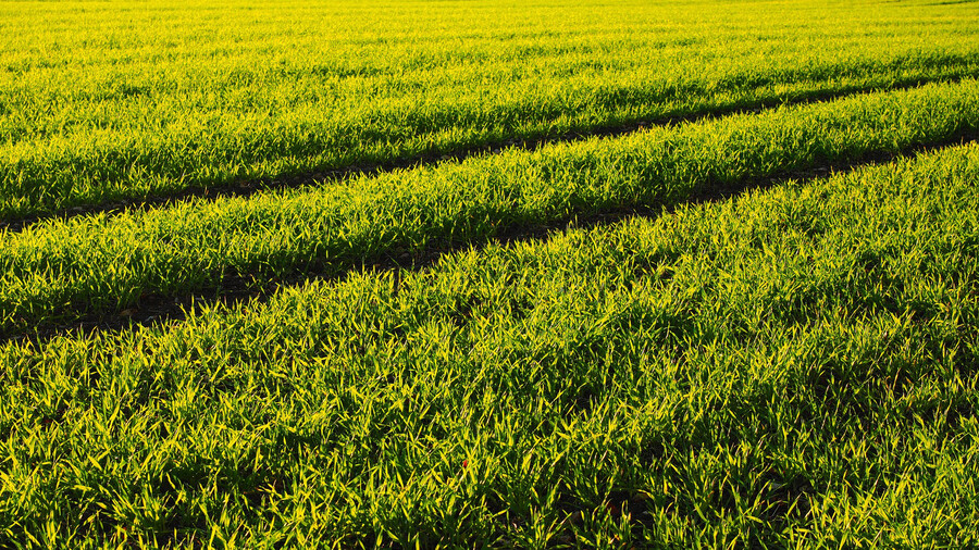 Ein Feld mit Winterweizen