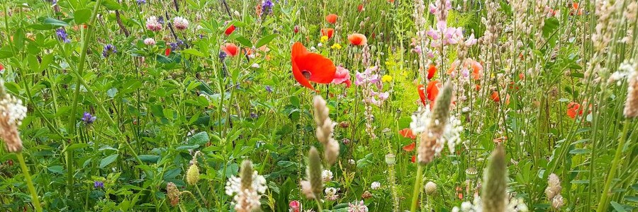 Blühende Blumen auf einem Acker