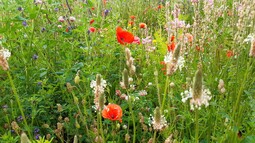 Blühende Blumen auf einem Acker