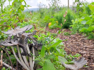 Pilze wachsen auf einer Dynamischen Agroforst Parzelle
