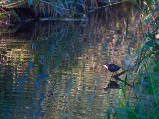 Wasseramsel