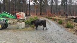 Freilebendes Wisent vor Heuballen 