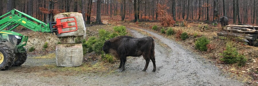 Freilebendes Wisent vor Heuballen 