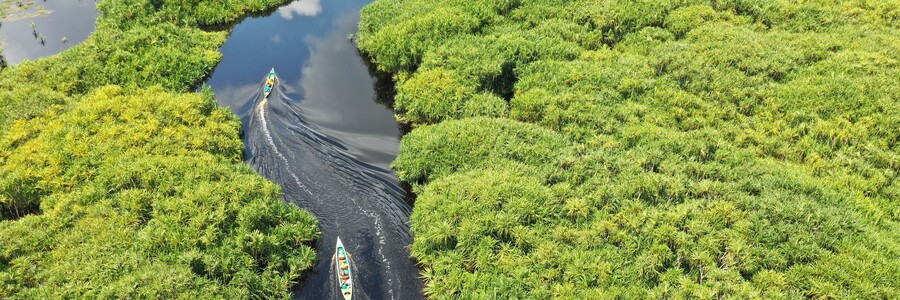 Ein Kanu fährt durch ein mit grünen Pflanzen dicht bewachsenes Flussdelta
