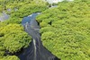 Ein Kanu fährt durch ein mit grünen Pflanzen dicht bewachsenes Flussdelta