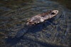 Biber schwimmt in klarem Wasser