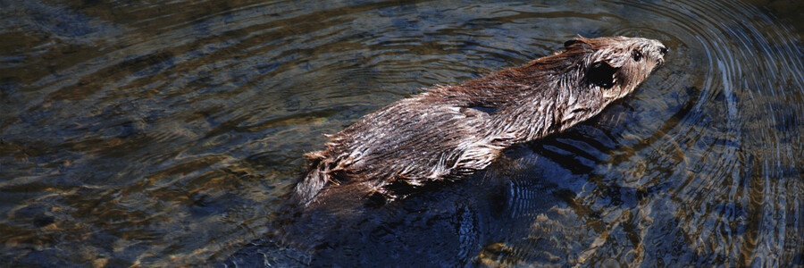 Biber schwimmt in klarem Wasser