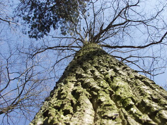 Baumstamm und -krone von unten