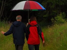 Weg zur Aufforstungsflaeche 