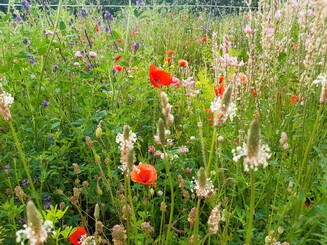 Eine bunte Mischung an Wildlblumen auf einer Wiese