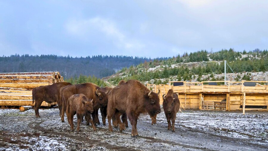 Wisente stehen vor mit der Naturschutzorganisation Naturefund gebauten Fanganlage in Wisent-Welt-Wittgenstein