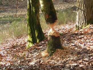Von Biber angenagter Baum, der fast umfällt