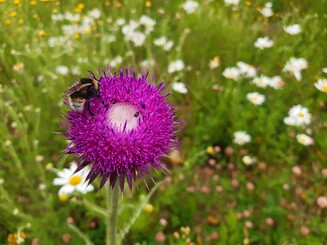 Hummel auf einer Blüte