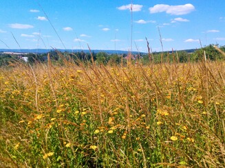Bunt blühende Weide