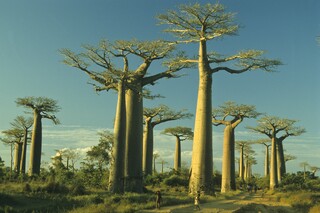 Baobab Allee