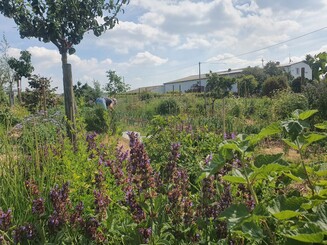 Dicht bewachsene Dynamische Agroforst Reihe mit Blumen, Bäumen, Kräutern, Gemüse und Büschen