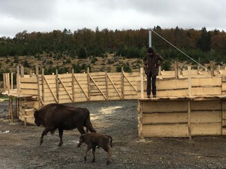 Ein ausgewachsener Wisent und ein Kalb stehen vor einer neu gebauten Fanganlage