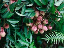 Litschi-Früchte wachsen an Baum