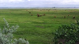 Rinder auf der Insel Kirr