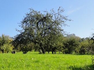 Bäume auf einer Streuobstwiese