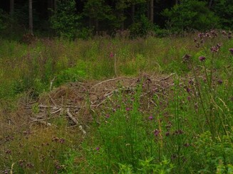 Aufforstungsfläche Wirftbach