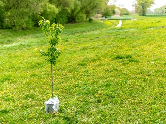Setzling eines Baumes steht auf grüner Wiese