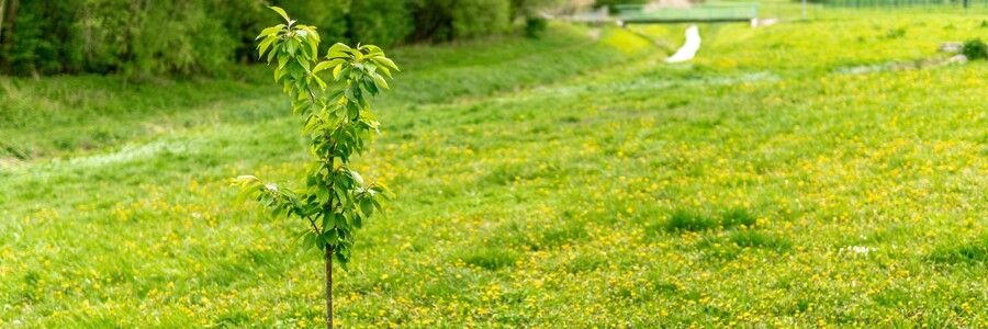 Setzling eines Baumes steht auf grüner Wiese