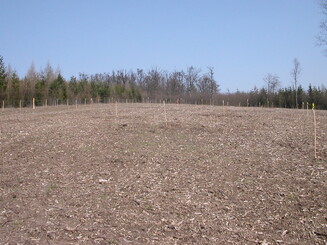 Kahle Waldfläche