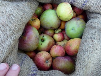 Streuobstäpfel in einem Sack