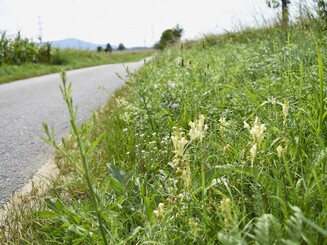 Verschiedene Pflanzen wachsen an Feldwegrand