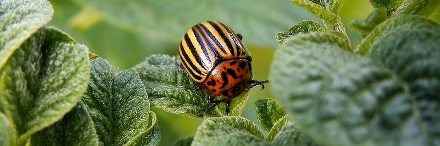 Kartoffelkäfer sitzt auf Blatt