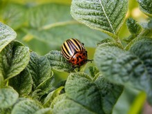 Kartoffelkäfer sitzt auf Blatt