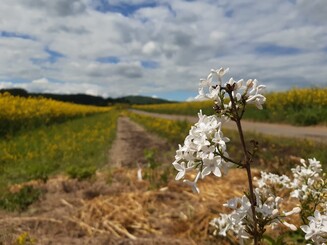Weiße Blüten des Flieders vor einem noch zu bepflanzenden Ackerrandstreifen