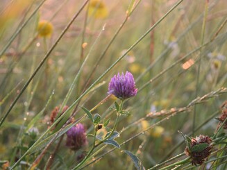 Rotklee im Sonnenaufgang auf einer Wildblumenwiese