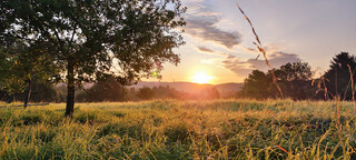 Streuobstwiese bei Sonnenaufgang