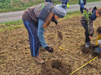 Katja Wiese, Geschäftsführerin der Naturschutzorganisation Naturefund, pflanzt einen Setzling in eine gerade entstehende Dynamische Agroforst-Reihe