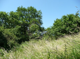 Blick ins Grüne auf Streuobstwiese