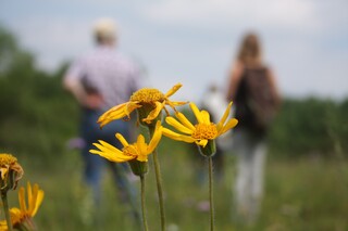 Arnika und Schmetterling