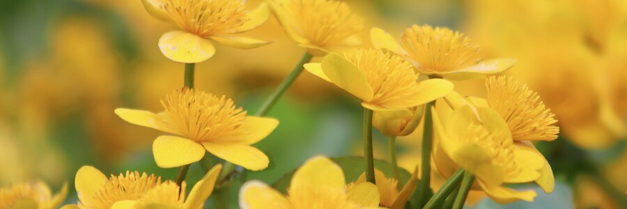 Leuchtend gelben Blüten der Sumpf-Dotterblume