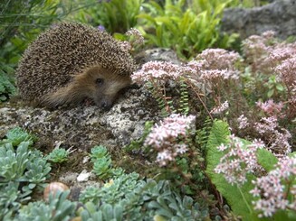 Igel im Beet 