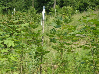 Im Wald wachsende Bäume