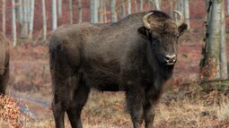 Wisent steht in Wald und schaut in die Kamera