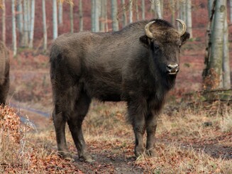 Wisent steht in Wald und schaut in die Kamera