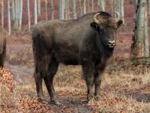 Wisent steht in Wald und schaut in die Kamera
