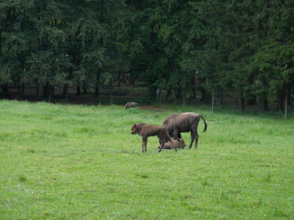 Wisent Kälber stehen und liegen auf einer Weide
