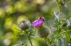 Eine Wildbiene sammelt Nektar von einer Distel