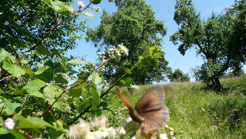 Schmetterling auf Streuobstwiese
