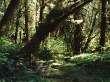 Dicht bewachsener Sumpfwald